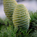 Cedrus deodara - Photo (c) Chief RedEarth,  זכויות יוצרים חלקיות (CC BY-NC-ND), uploaded by Chief RedEarth