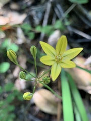 Triteleia ixioides ixioides