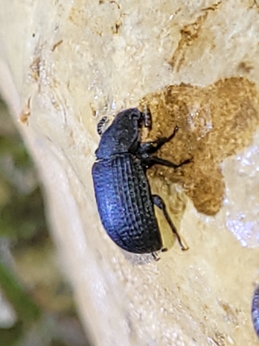 Bolitophagus reticulatus, 1261 AA Blaricum, Nederland, photo 4 of 10