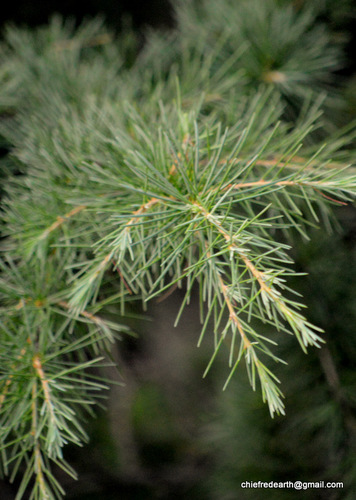 Deodar cedar