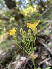 Triteleia ixioides ixioides