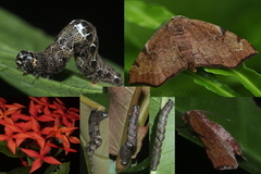 Achrosis