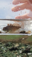 Hemilepidotus hemilepidotus