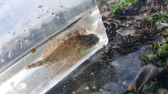 Hemilepidotus hemilepidotus