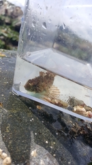 Hemilepidotus hemilepidotus