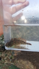 Hemilepidotus hemilepidotus