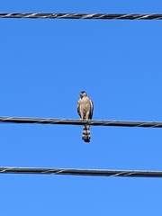 Accipiter cooperii