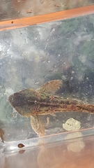 Hemilepidotus hemilepidotus