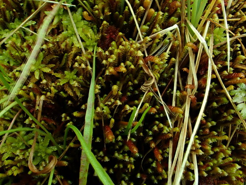 Scapania ornithopoides