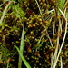 Scapania ornithopoides - Photo (c) Connor, osa oikeuksista pidätetään (CC BY-NC), lähettänyt Connor