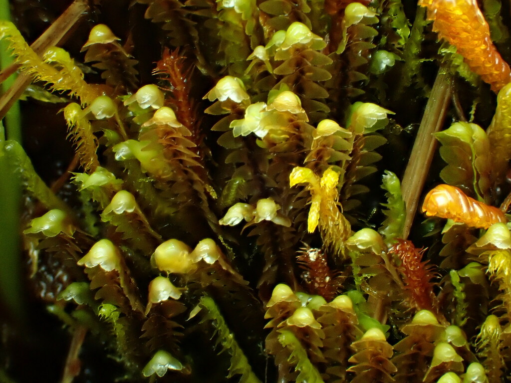 Scapania ornithopoides