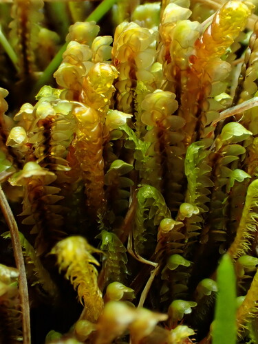 Scapania ornithopoides
