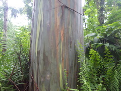 Eucalyptus deglupta