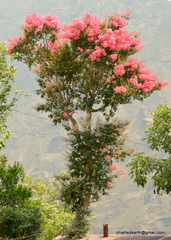 Lagerstroemia