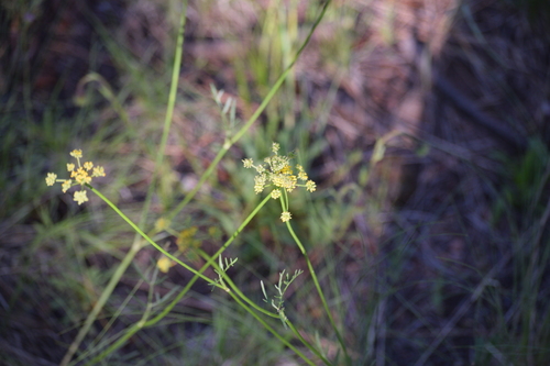 Image of Cymopterus lemmonii by (c) William Harmon, some rights reserved (CC BY)