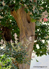 Lagerstroemia