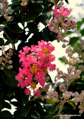 Lagerstroemia