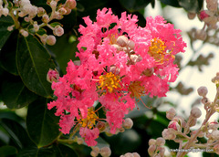 Lagerstroemia