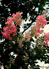 Lagerstroemia