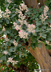 Lagerstroemia