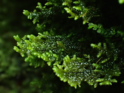 Radula auriculata