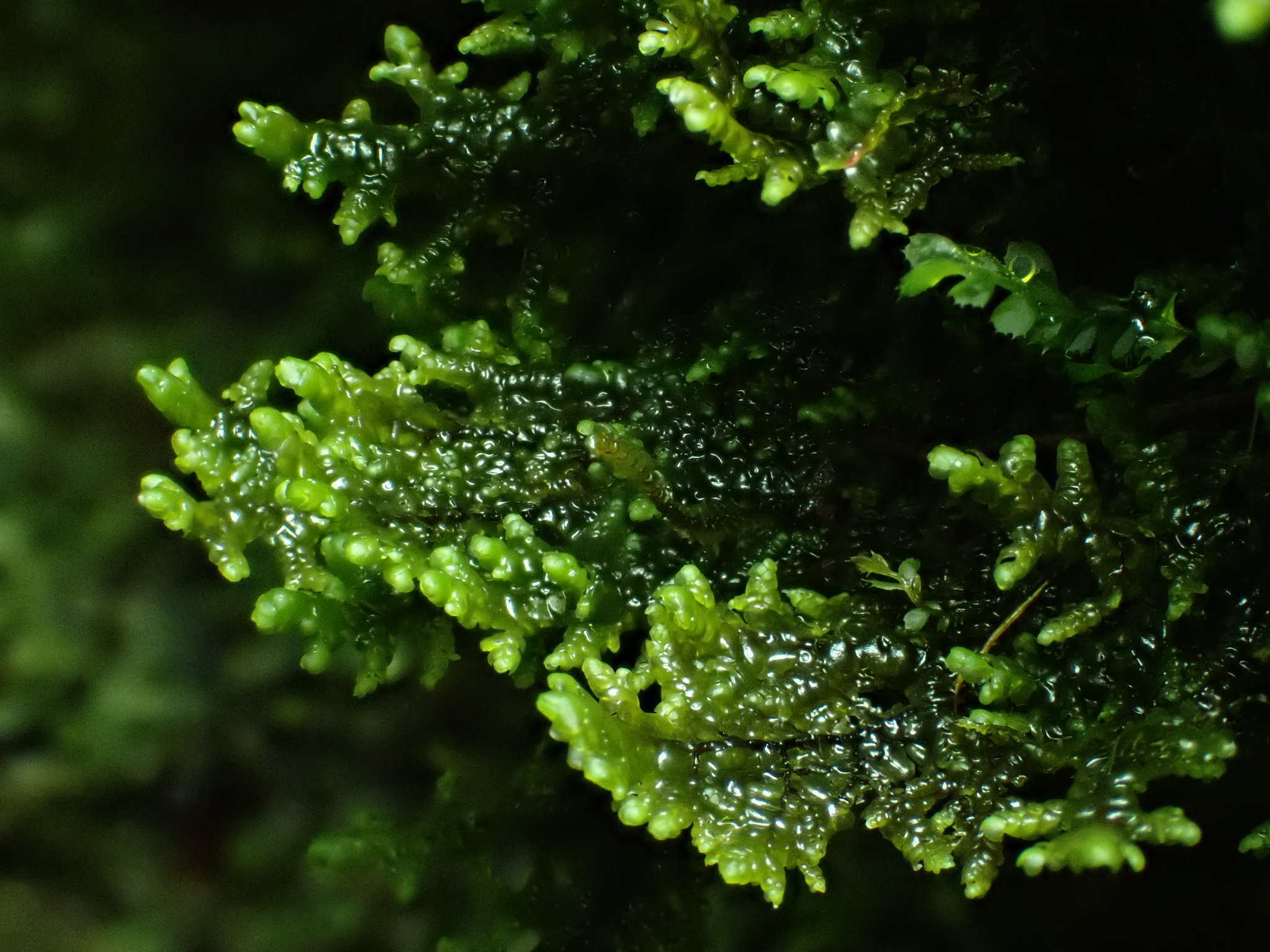 Radula auriculata