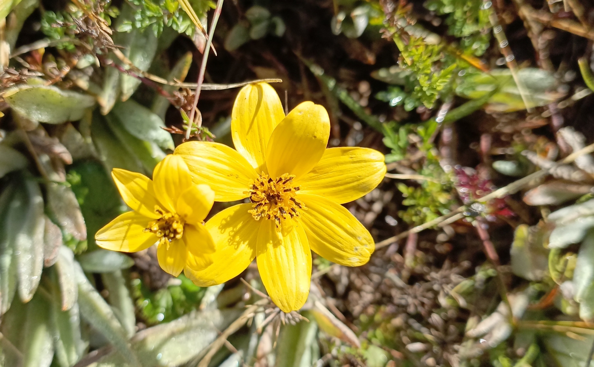 Bidens andicola image