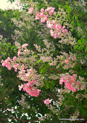 Lagerstroemia