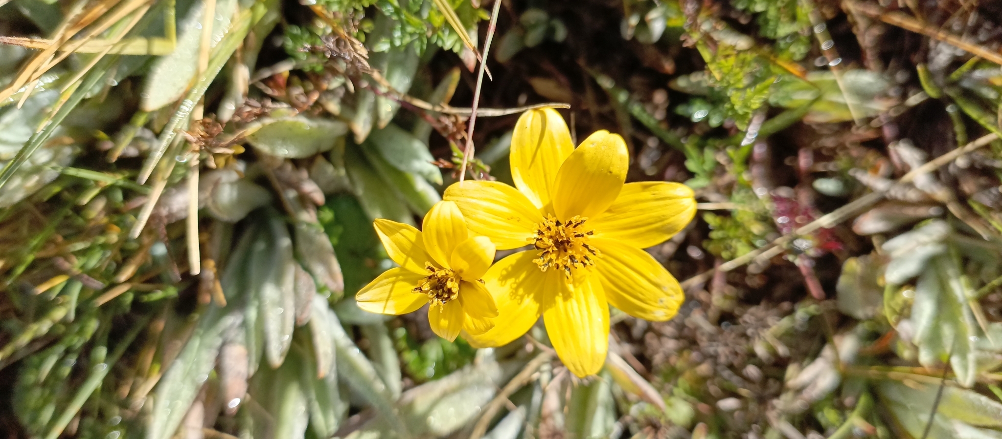 Bidens andicola image