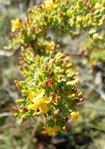 Hypericum quitense (Hypericum quitense)