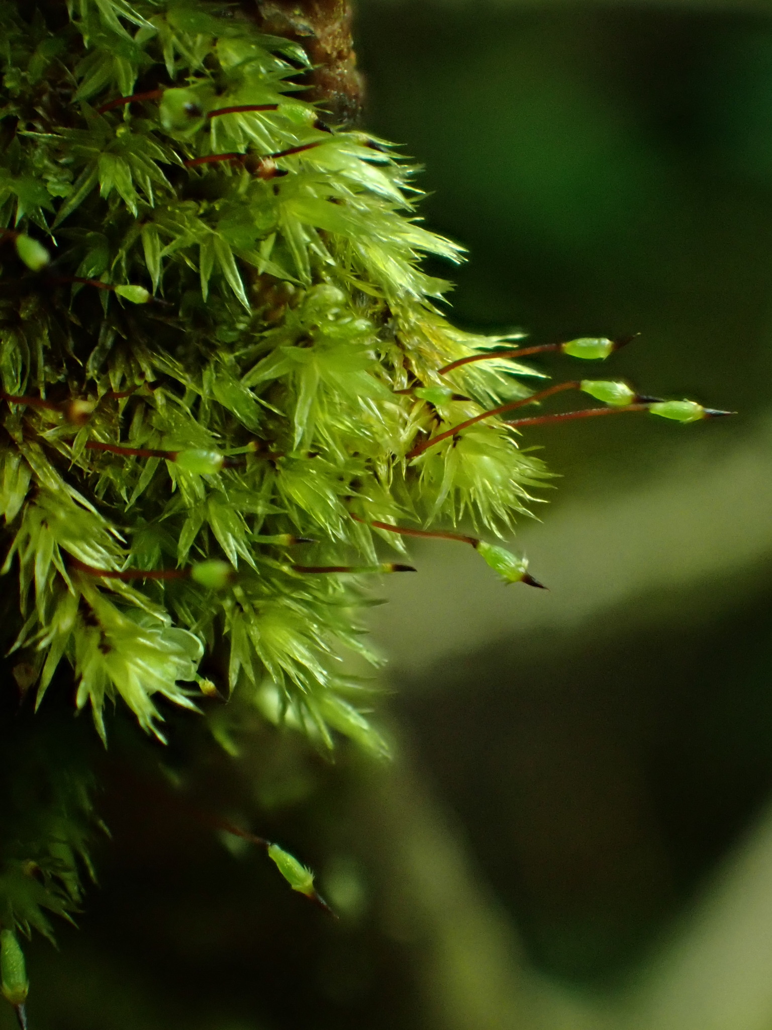 Daltonia splachnoides