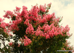 Lagerstroemia