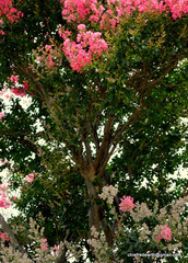Lagerstroemia