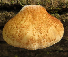 Crepidotus