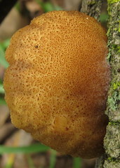 Crepidotus