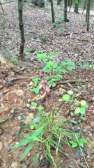 Epidendreae