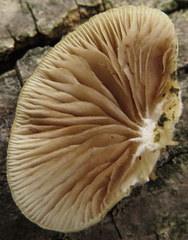 Crepidotus