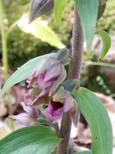 Epipactis image