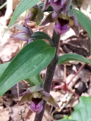 Epipactis helleborine subsp. helleborine image