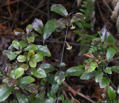 Alseuosmia banksii