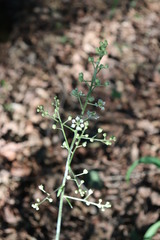 Veratrum hybridum