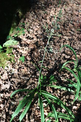 Veratrum hybridum