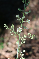 Veratrum hybridum