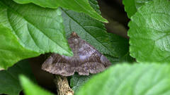 Bastilla amygdalis