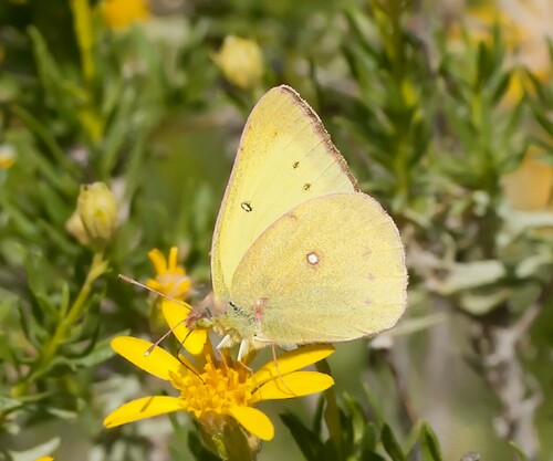 Harford's Sulphur photo 3