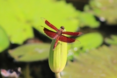 Neurothemis ramburii