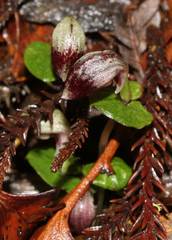 Corybas cheesemanii