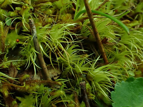 Paraleucobryum enerve observed 2024-07-22