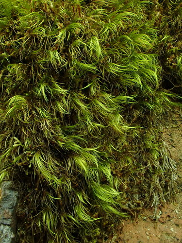 Dicranodontium uncinatum
