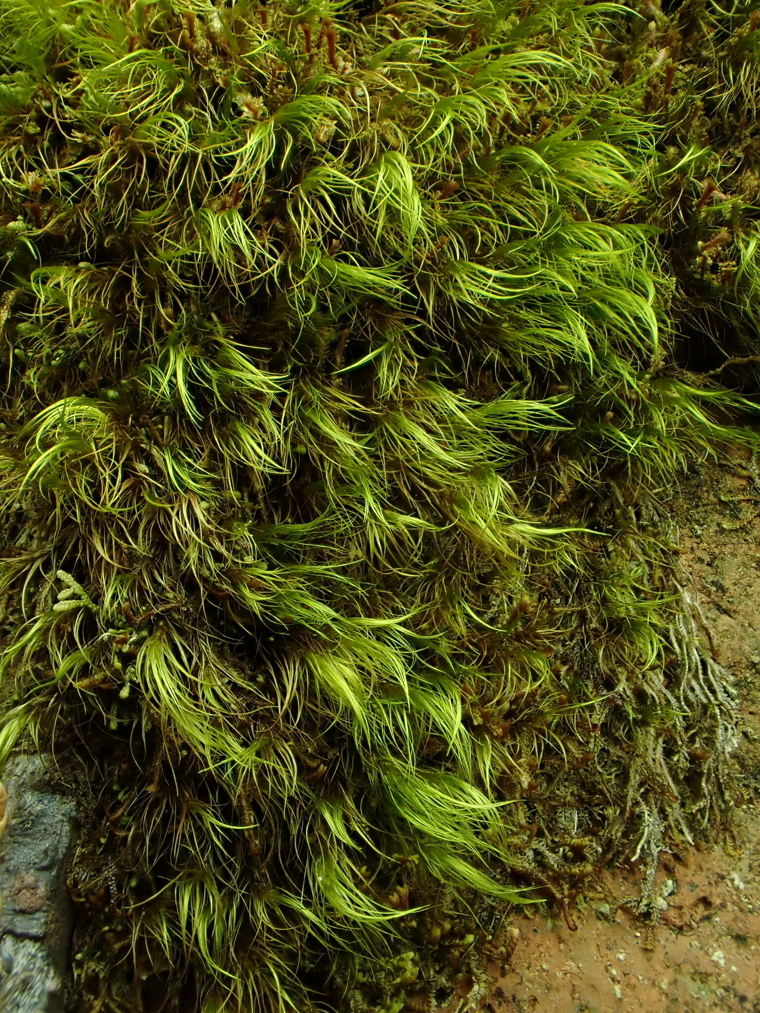 Dicranodontium uncinatum